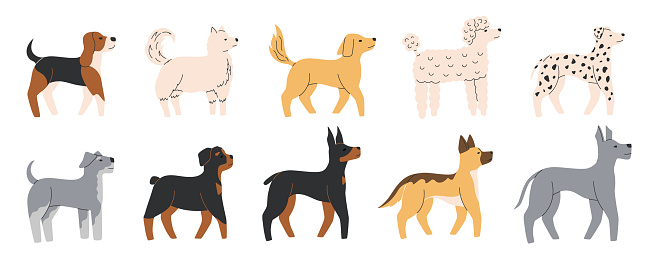 Cute dogs of different breeds set. Diverse medium and large doggies. Canine animals. Side view. Flat Vector illustration isolated