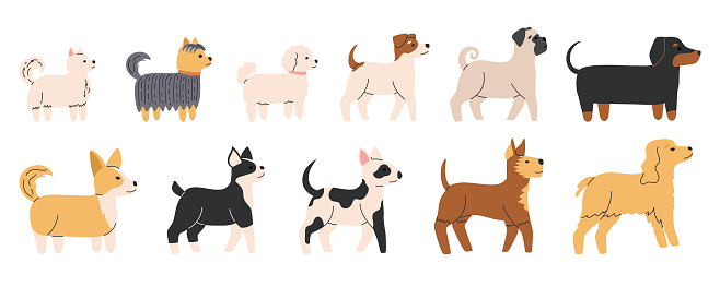 Cute dogs of different breeds set. Diverse small and medium doggies. Canine animals. Side view. Flat Vector illustration isolated