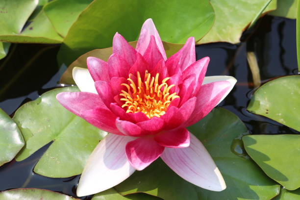 istock A beautiful water lily flower that hovers over the water 2148864909