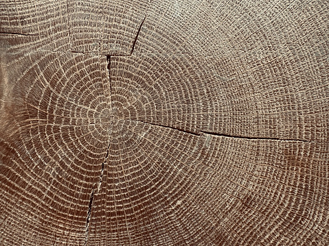 Old Wood Tree Rings worn texture, weathered section of wood with cracked rings and amazing detailed textured natural full frame  background