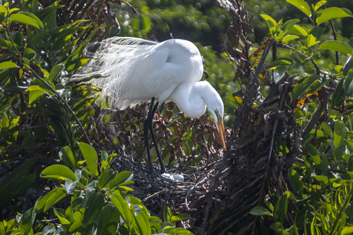 The Great Egret nesting in the amazing reserve of Wakodahatchee Wetlands in Florida.