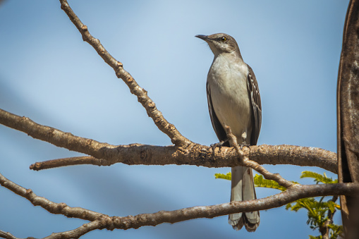 Northern Mockingbird in the magnificent natural reserve of Matanzaz in Cuba.