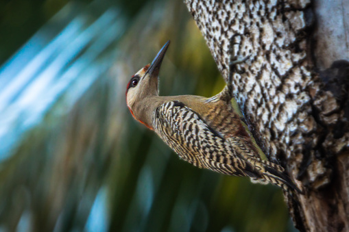 A West Indian Woodpecker in its nest in the magnificent natural reserve of Matanzaz in Cuba.