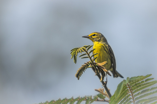 A Prairie Warbler in the magnificent natural reserve of Matanzas in Cuba.