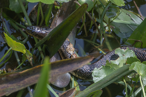 A Banded water snake looking for a prey in the amazing reserve of Green Cay wetlands in Florida.