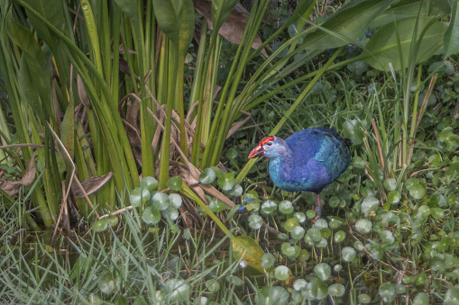 A Grey-headed Swamphen in the amazing reserve of Green Cay wetlands in Florida.