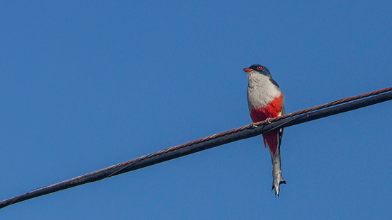 An endemic Cuban Trogon on an electric cable in the magnificent natural reserve of Matanzas in Cuba.