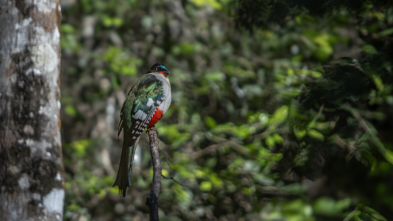 European green woodpecker on the ground