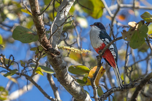 An endemic Cuban Trogon on in the forest in the magnificent natural reserve of Matanzas in Cuba.