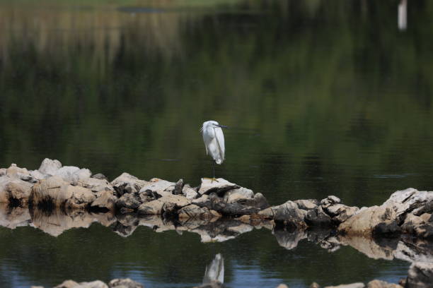 istock Egret on the water looking for food 2148866248