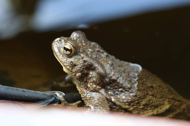istock A frog in the garden pond in spring 2148866315