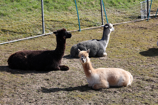 Three alpacas on a farm.