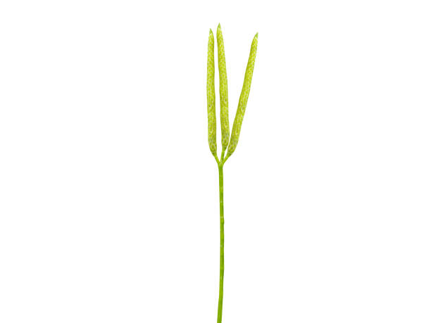 istock Lycopodium clavatum or common club moss 2148866442