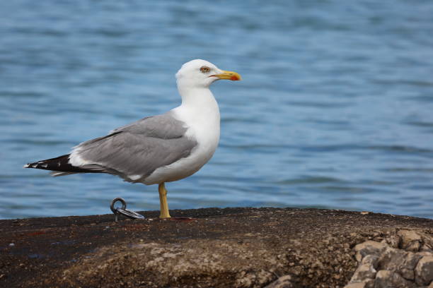 istock Seagull sits on the shore in the morning 2148866833