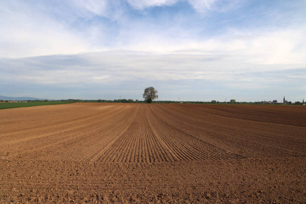 Freshly plowed agricultural field with strong linear perspective leading to the horizon, illuminated by warm sunset light under a wide blue sky with clouds. Rural landscape, farming, sustainability and nature background.