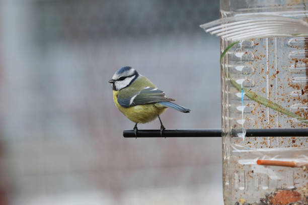 istock A tit sits at the feeder 2148867359