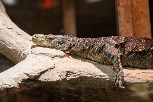 Varanus salvator, commonly known as the water monitor lizard lies on a stone in the zoo