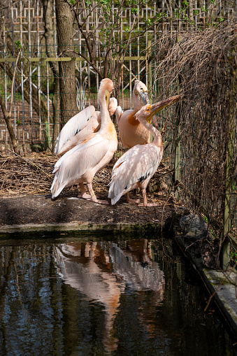 large pink pelicans near a pond in the zoo