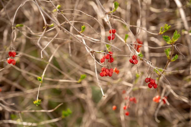 Viburnum branch with red berries on a blurred background