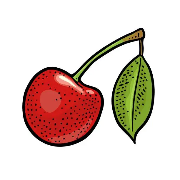 Vector illustration of Whole cherry berry with leaf. Vector vintage engraving illustration