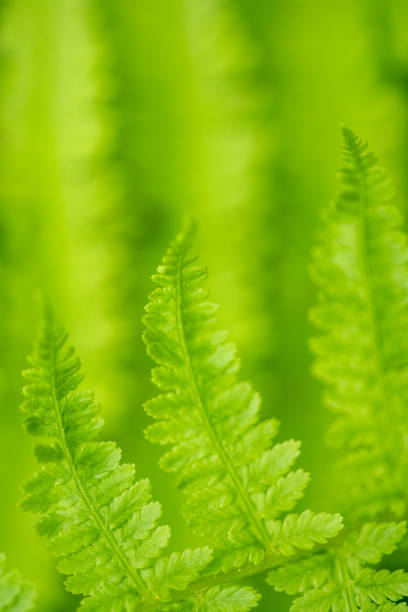 spring green background of fern plants