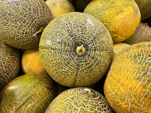 istock Large harvest of yellow melons 2148868024