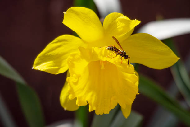 A wasp is out hunting for a meal on a daffodil during the warm spring afternoon.