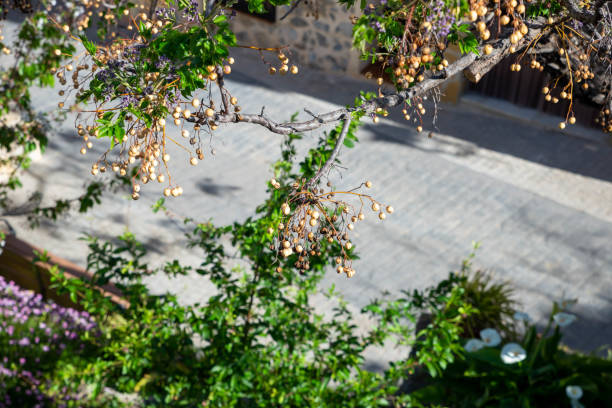 istock Green melia azerdach tree branches over a small town street 2148868354