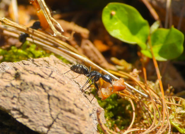 istock Ant with food in its mouth, macro 2148868941