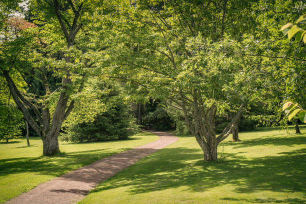 Green public park in summer