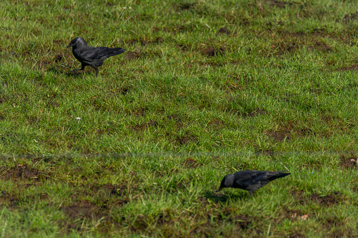 Jackdaw bird with black feathers in green dry spring grass in sunny fresh day