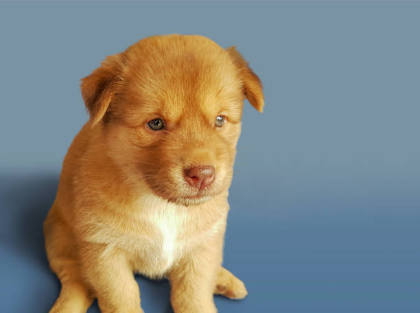 Brown dog sitting sad, Puppy on the floor and blue background in studio.