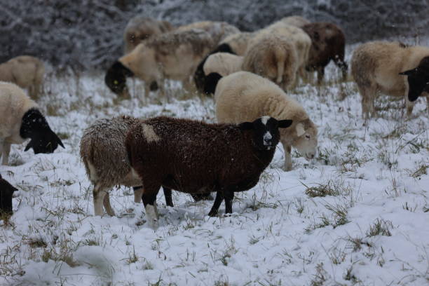 istock Sheep on snowy pasture in winter 2148869347