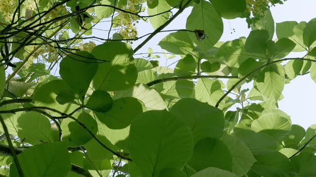 View from below of the leaves and yellow flowers of the golden shower tree, also called as Cassia Fistula, the national flower and tree of Thailand.