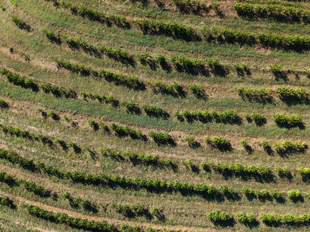istock Coffee plantation in the forest 2148869953