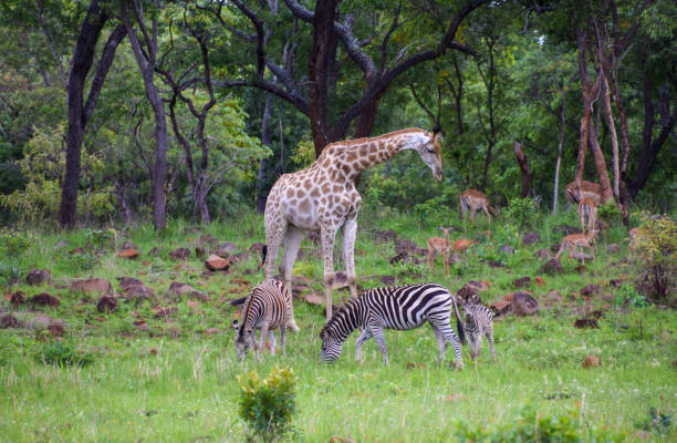istock Giraffe, zebras and antelopes in Africa 2148870005