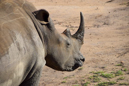 A portrait of a white rhinoceros in a nature reserve in Zimbabwe