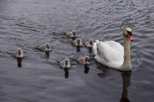 A white mute swan mother with babies in a park lake in UK