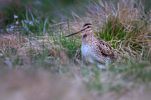The common snipe (Gallinago gallinago) is a small, stocky wader native to the Old World.