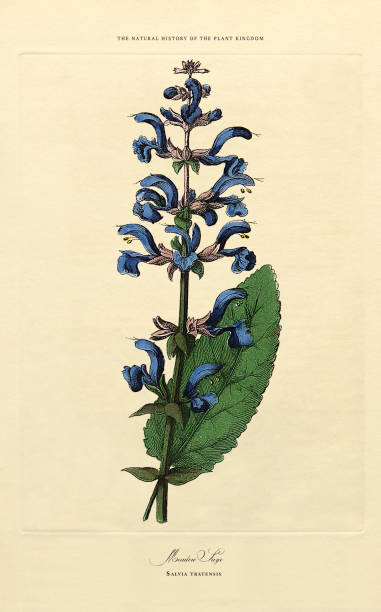istock Perennials, Plant Kingdom, Victorian Botanical Illustration, Circa 1853 2148871301