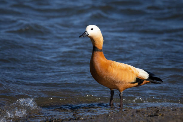 istock The ruddy shelduck (Tadorna ferruginea), known in India as the Brahminy duck. 2148871430