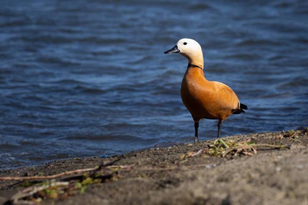 istock The ruddy shelduck (Tadorna ferruginea), known in India as the Brahminy duck. 2148871433
