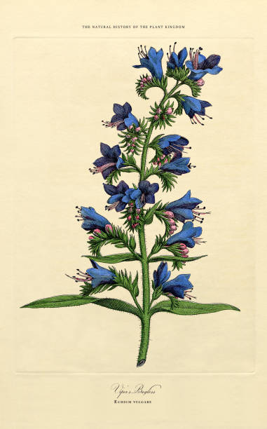 istock Ornamental Plants, Plant Kingdom, Victorian Botanical Illustration, Circa 1853 2148872611
