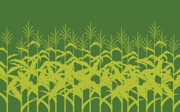 stockillustraties, clipart, cartoons en iconen met corn field illustration - veld