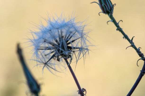 Silverpuff - Sonoran Desert wildflower