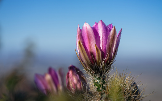 Hedgehog cactus blooming in morning light on mountain top