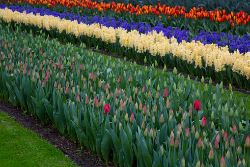 Decorative garden of magenta and orange tulips, bright yellow and blue hyacinth flowers, creating colorful diagonal lines on green grass.