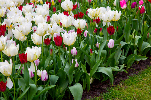 Close-up, side view of large white tulip flowers variegated with red, purple and magenta tulip flowers.