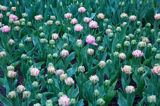 Red spring tulips grow in the flower bed in the park