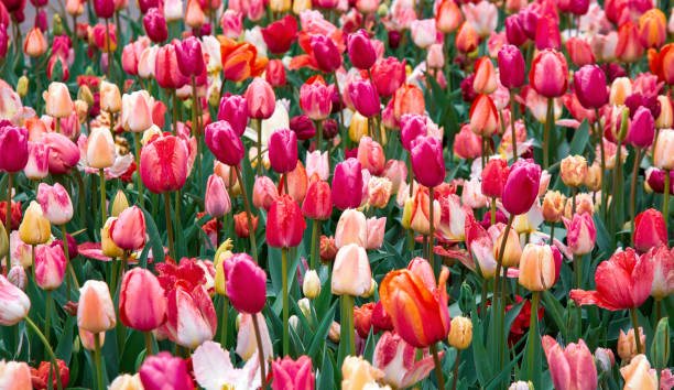 istock Colorful tulip field 2148873654
